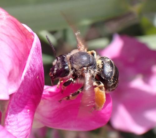 Eucera sp.